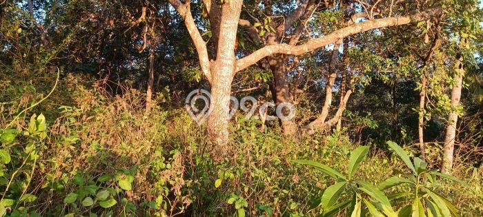 Tanah Kavling Dijual di Labuan Bajo, Manggarai Barat dengan Luas Tanah 1787m2 Tanah Kavling Dijual di Labuan Bajo, Manggarai Barat dengan Luas Tanah 1787m2