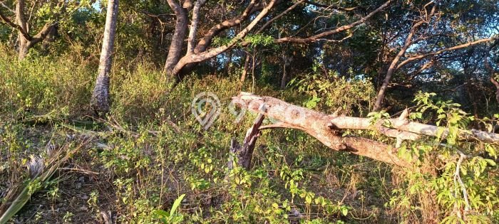 Tanah Kavling Dijual di Labuan Bajo, Manggarai Barat dengan Luas Tanah 1787m2 Tanah Kavling Dijual di Labuan Bajo, Manggarai Barat dengan Luas Tanah 1787m2