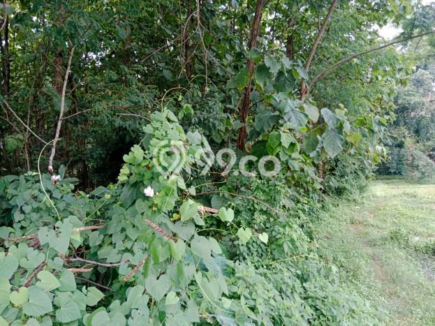 Kavling Tanah Dijual di Karanganyar Karanganyar Spesifikasi 1850m2 Kavling Tanah Dijual di Karanganyar Karanganyar Spesifikasi 1850m2