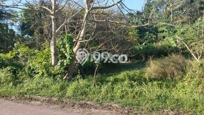 Tanah untuk Dijual Lokasi Gianyar, Gianyar Luas 4300m2 SHM Tanah untuk Dijual Lokasi Gianyar, Gianyar Luas 4300m2 SHM