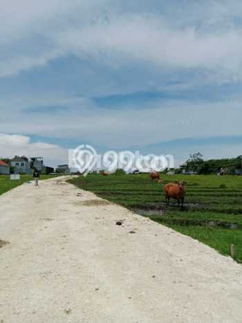 Lahan untuk Disewakan di Mengwi Badung SHM Lahan untuk Disewakan di Mengwi Badung SHM