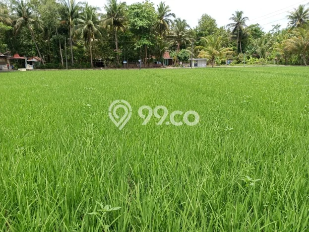 Tanah Dijual Lokasi Lendah, Kulon Progo Luas 872m2 Legalitas Aman Tanah Dijual Lokasi Lendah, Kulon Progo Luas 872m2 Legalitas Aman