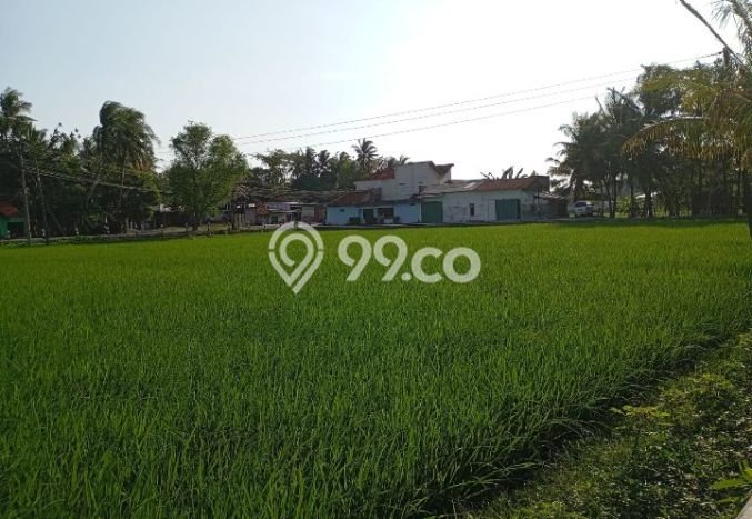 Tanah Dijual Lokasi Lendah, Kulon Progo Luas 872m2 Legalitas Aman Tanah Dijual Lokasi Lendah, Kulon Progo Luas 872m2 Legalitas Aman