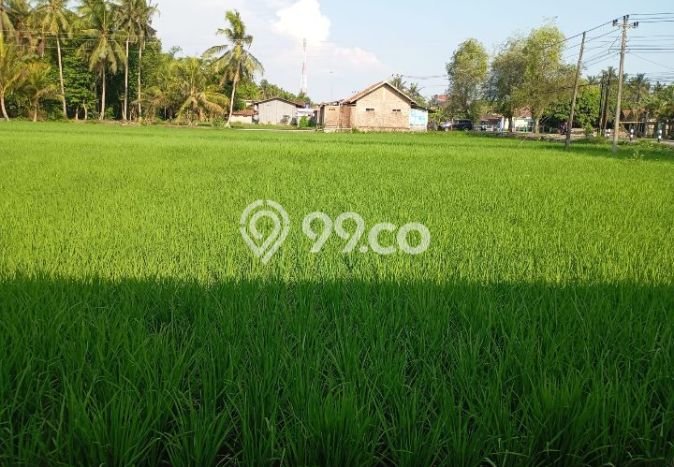 Tanah Dijual Lokasi Lendah, Kulon Progo Luas 872m2 Legalitas Aman Tanah Dijual Lokasi Lendah, Kulon Progo Luas 872m2 Legalitas Aman