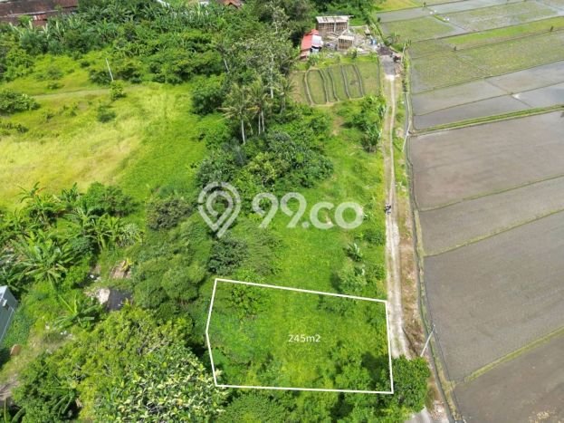 Tanah Siap Bangun Dijual di Tabanan Punya Luas 245m2 Tanah Siap Bangun Dijual di Tabanan Punya Luas 245m2