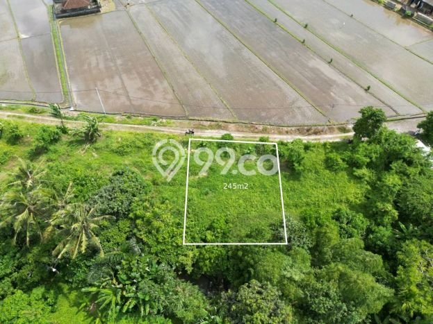 Tanah Siap Bangun Dijual di Tabanan Punya Luas 245m2 Tanah Siap Bangun Dijual di Tabanan Punya Luas 245m2