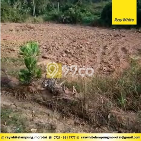 Tanah untuk Dijual Lokasi Banjar Agung, Tulang Bawang Luas 1875m2 SHM Tanah untuk Dijual Lokasi Banjar Agung, Tulang Bawang Luas 1875m2 SHM