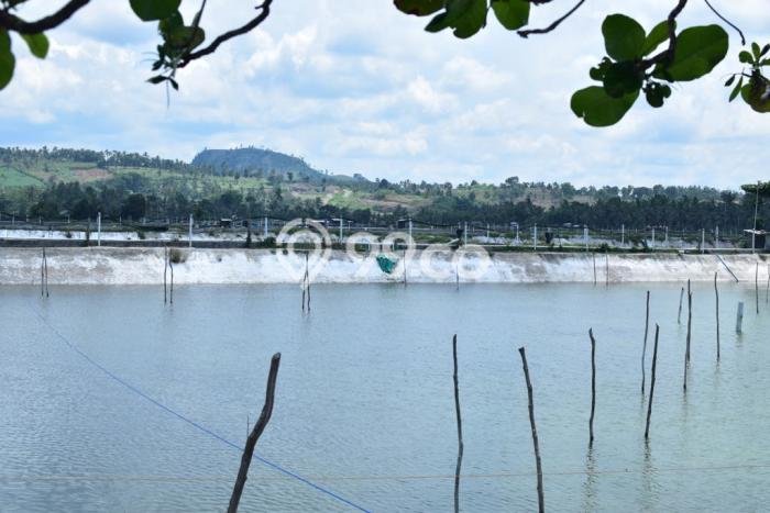 Tanah Dijual Lokasi Ketapang, Lampung Selatan dengan Luas Tanah 929490m2 dan Status SHM Tanah Dijual Lokasi Ketapang, Lampung Selatan dengan Luas Tanah 929490m2 dan Status SHM