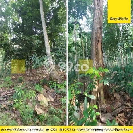 Dijual Tanah di Padang Cermin, Luas 12500m², Area Strategis Dijual Tanah di Padang Cermin, Luas 12500m², Area Strategis