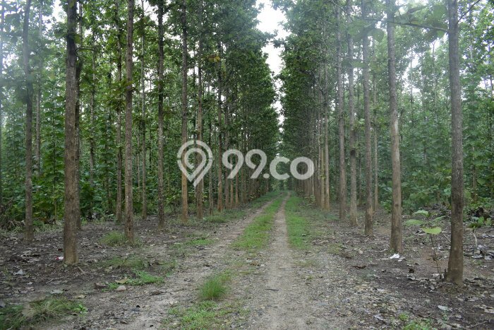 Tanah Komersial Dijual di Natar Lampung Selatan 769150m2 Tanah Komersial Dijual di Natar Lampung Selatan 769150m2