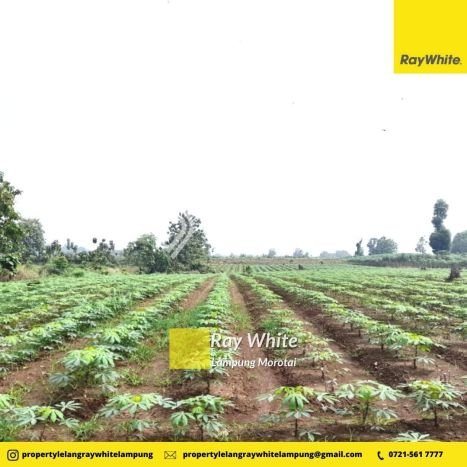 Dijual Tanah Lokasi Strategis Kawasan Bumi Ratu Nuban, Luas 9430m2m², Dekat Bumi Ratu Nuban, Lampung Tengah, Lampung Tengah Dijual Tanah Lokasi Strategis Kawasan Bumi Ratu Nuban, Luas 9430m2m², Dekat Bumi Ratu Nuban, Lampung Tengah, Lampung Tengah