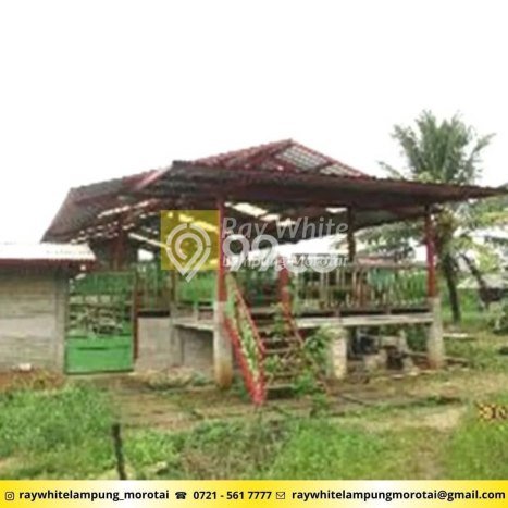 Lahan Dijual Lokasi Natar, Lampung Selatan dengan Luas Tanah 66478m2 dan Status SHM Lahan Dijual Lokasi Natar, Lampung Selatan dengan Luas Tanah 66478m2 dan Status SHM