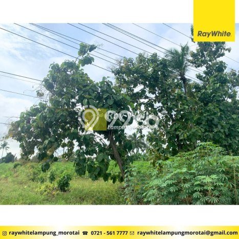 Lahan Strategis di Terbanggi Besar Dijual dengan Luas 19818m2 Lahan Strategis di Terbanggi Besar Dijual dengan Luas 19818m2