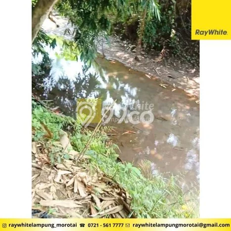 Lahan Dijual Lokasi Sidomulyo, Lampung Selatan dengan Luas Tanah 1m2 dan Status SHM Lahan Dijual Lokasi Sidomulyo, Lampung Selatan dengan Luas Tanah 1m2 dan Status SHM