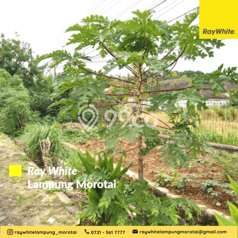 Tanah Kavling untuk Dijual di Rajabasa Bandar Lampung 21915m2 Tanah Kavling untuk Dijual di Rajabasa Bandar Lampung 21915m2