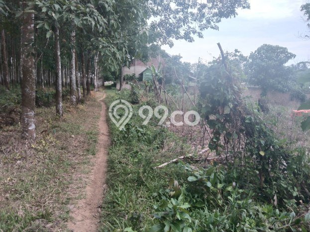 Jarang Ada! Tanah di Tanjung Bintang Punya Luas 4175m2 SHM Jarang Ada! Tanah di Tanjung Bintang Punya Luas 4175m2 SHM