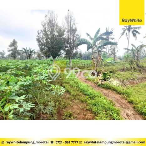 Jual Tanah Area Berkembang di Negeri Katon, Luas 19131m2m², Dekat Negeri Katon, Pesawaran, Pesawaran Jual Tanah Area Berkembang di Negeri Katon, Luas 19131m2m², Dekat Negeri Katon, Pesawaran, Pesawaran