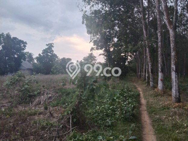 Jarang Ada! Tanah di Tanjung Bintang Punya Luas 4175m2 SHM Jarang Ada! Tanah di Tanjung Bintang Punya Luas 4175m2 SHM