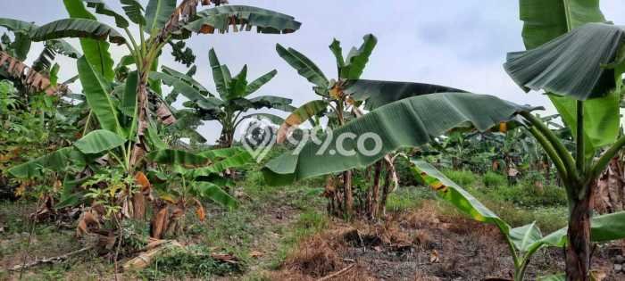 Tanah Dijual Lokasi Panjang Bandar Lampung SHM Tanah Dijual Lokasi Panjang Bandar Lampung SHM