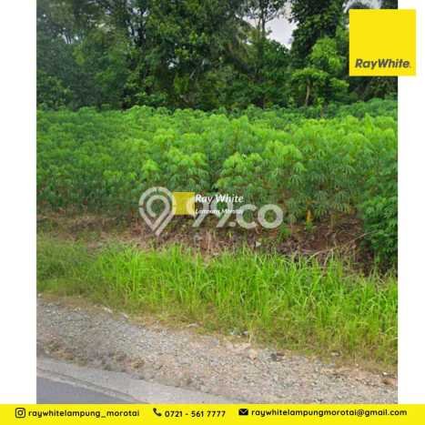 Kavling Tanah Dijual di Gunung Sugih, Lampung Tengah, Luas 2009m2 Area Strategis Kavling Tanah Dijual di Gunung Sugih, Lampung Tengah, Luas 2009m2 Area Strategis