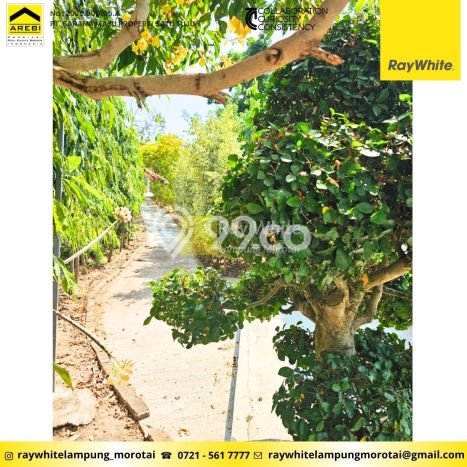 Kavling Tanah Dijual di Sidomulyo Lampung Selatan Spesifikasi 47342m2 Kavling Tanah Dijual di Sidomulyo Lampung Selatan Spesifikasi 47342m2