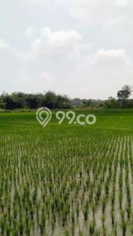 Lahan Dijual Lokasi Pabuaran, Subang dengan Luas Tanah 45000m2 dan Status SHM Lahan Dijual Lokasi Pabuaran, Subang dengan Luas Tanah 45000m2 dan Status SHM