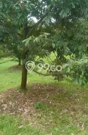 Tanah Dijual Lokasi Selemadeg, Tabanan Luas 35000m2 Legalitas Aman Tanah Dijual Lokasi Selemadeg, Tabanan Luas 35000m2 Legalitas Aman
