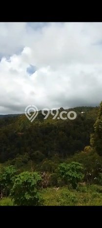Tanah Dijual di Buleleng Seluas 10000m2 Strategis Tanah Dijual di Buleleng Seluas 10000m2 Strategis