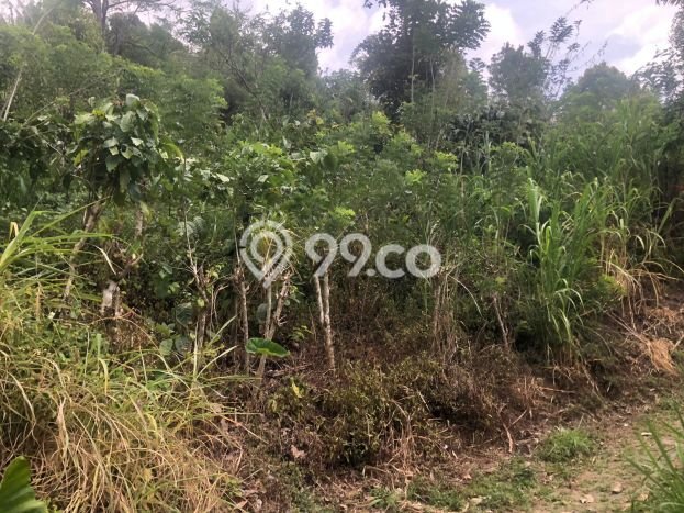 Dijual Tanah 35000m2 di Galungan, Buleleng Dijual Tanah 35000m2 di Galungan, Buleleng