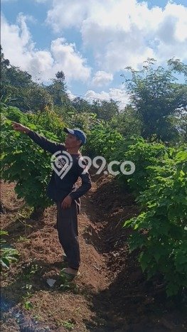 Dijual Tanah 10000m2 di Gitgit, Buleleng Dijual Tanah 10000m2 di Gitgit, Buleleng