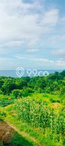 Tanah Kavling Dijual di Buleleng dengan Spesifikasi 8000m2 Tanah Kavling Dijual di Buleleng dengan Spesifikasi 8000m2