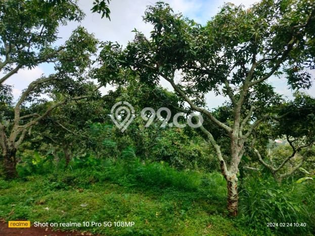 Dijual Tanah Lokasi Depeha, Buleleng Seluas 3000m2 Dijual Tanah Lokasi Depeha, Buleleng Seluas 3000m2