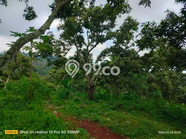 Dijual Tanah Lokasi Depeha, Buleleng Seluas 3000m2 Dijual Tanah Lokasi Depeha, Buleleng Seluas 3000m2