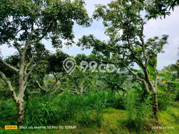 Dijual Tanah Lokasi Depeha, Buleleng Seluas 3000m2 Dijual Tanah Lokasi Depeha, Buleleng Seluas 3000m2