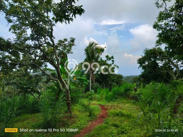 Dijual Tanah Lokasi Depeha, Buleleng Seluas 3000m2 Dijual Tanah Lokasi Depeha, Buleleng Seluas 3000m2