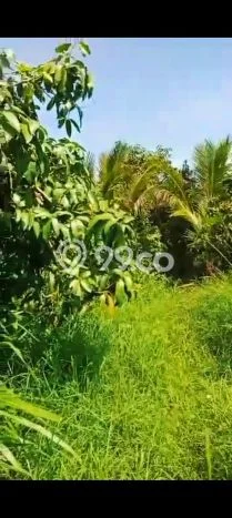 Untuk Dijual Tanah di Buleleng, Luas 2800m2 SHM Untuk Dijual Tanah di Buleleng, Luas 2800m2 SHM