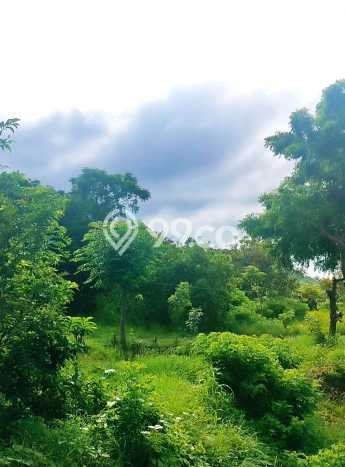 Tanah Kavling Dijual di Buleleng dengan Spesifikasi 8000m2 Tanah Kavling Dijual di Buleleng dengan Spesifikasi 8000m2