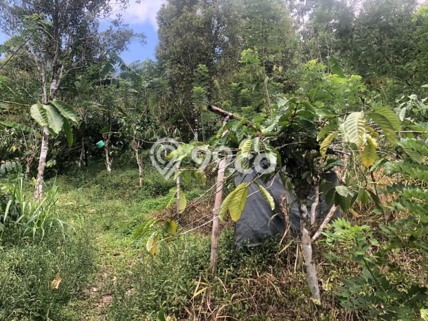 Dijual Tanah 35000m2 di Galungan, Buleleng Dijual Tanah 35000m2 di Galungan, Buleleng