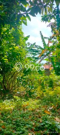 Lahan Dijual Lokasi Strategis di Buleleng dengan Luas 300m2 Lahan Dijual Lokasi Strategis di Buleleng dengan Luas 300m2