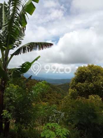 Tanah Dijual di Buleleng Seluas 10000m2 Strategis Tanah Dijual di Buleleng Seluas 10000m2 Strategis