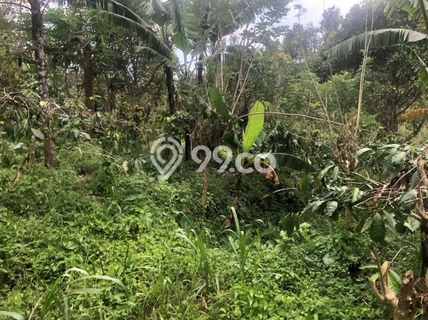 Dijual Tanah 35000m2 di Galungan, Buleleng Dijual Tanah 35000m2 di Galungan, Buleleng