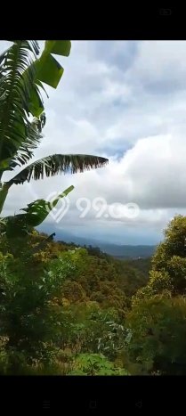 Tanah Dijual di Buleleng Seluas 10000m2 Strategis Tanah Dijual di Buleleng Seluas 10000m2 Strategis