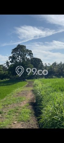 Tanah Investasi Dijual di Buleleng Punya Luas 7000m2 Tanah Investasi Dijual di Buleleng Punya Luas 7000m2
