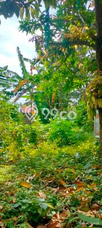 Lahan Dijual Lokasi Strategis di Buleleng dengan Luas 300m2 Lahan Dijual Lokasi Strategis di Buleleng dengan Luas 300m2