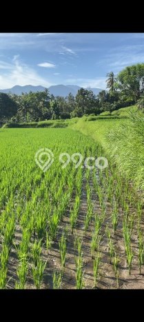 Tanah Investasi Dijual di Buleleng Punya Luas 7000m2 Tanah Investasi Dijual di Buleleng Punya Luas 7000m2