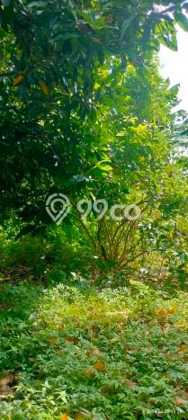 Lahan Dijual Lokasi Strategis di Buleleng dengan Luas 300m2 Lahan Dijual Lokasi Strategis di Buleleng dengan Luas 300m2