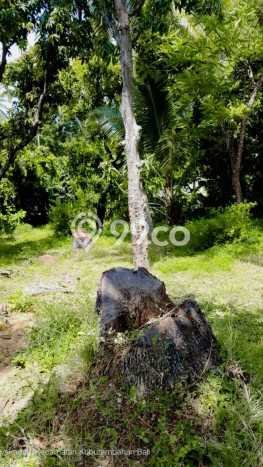 Tanah Dijual Lokasi Kubutambahan, Buleleng Luas 900m2 Legalitas Aman Tanah Dijual Lokasi Kubutambahan, Buleleng Luas 900m2 Legalitas Aman