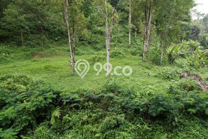 Tanah Kavling Dijual di Lemukih, Buleleng dengan Luas Tanah 9870m2 Tanah Kavling Dijual di Lemukih, Buleleng dengan Luas Tanah 9870m2