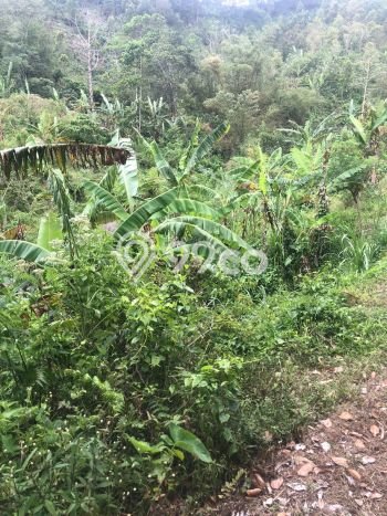 Dijual Tanah 35000m2 di Galungan, Buleleng Dijual Tanah 35000m2 di Galungan, Buleleng