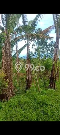 Tanah Dijual Lokasi Strategis di Buleleng dengan Luas 4500m2 Tanah Dijual Lokasi Strategis di Buleleng dengan Luas 4500m2